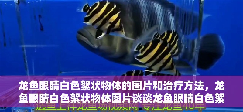 龍魚眼睛白色絮狀物體的圖片和治療方法，龍魚眼睛白色絮狀物體圖片談?wù)匌堲~眼睛白色絮狀物體的原因