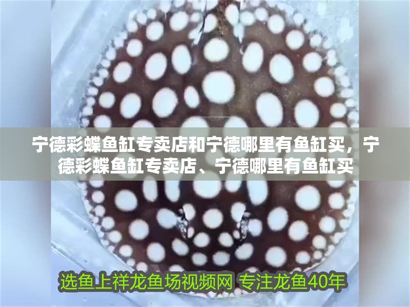 寧德彩蝶魚缸專賣店和寧德哪里有魚缸買，寧德彩蝶魚缸專賣店、寧德哪里有魚缸買 寧德彩蝶魚缸專賣店和寧德哪里有魚缸買，寧德彩蝶魚缸專賣店、寧德哪里有魚缸買 觀賞魚百科 第2張