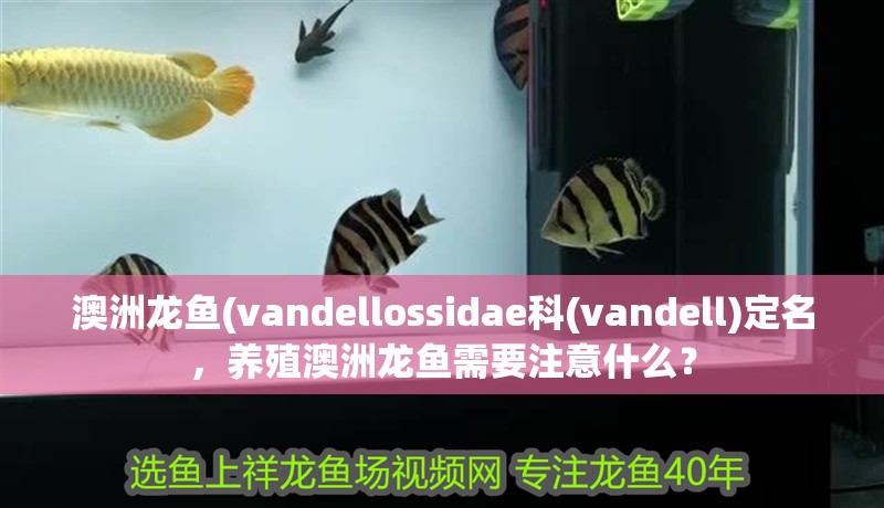 澳洲龍魚(vandellossidae科(vandell)定名，養殖澳洲龍魚需要注意什么？ 澳洲龍魚(vandellossidae科(vandell)定名，養殖澳洲龍魚需要注意什么？ 觀賞魚百科 第3張