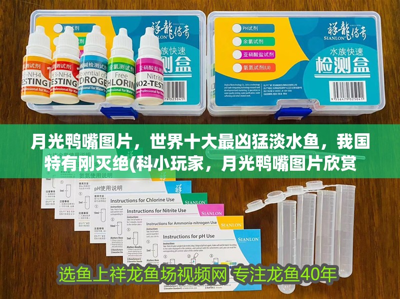 月光鴨嘴圖片，世界十大最兇猛淡水魚，我國特有剛滅絕(科小玩家，月光鴨嘴圖片欣賞