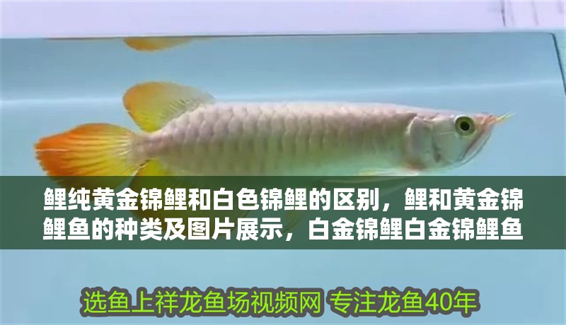 鯉純黃金錦鯉和白色錦鯉的區(qū)別，鯉和黃金錦鯉魚的種類及圖片展示，白金錦鯉白金錦鯉魚 鯉純黃金錦鯉和白色錦鯉的區(qū)別，鯉和黃金錦鯉魚的種類及圖片展示，白金錦鯉白金錦鯉魚 觀賞魚百科 第1張