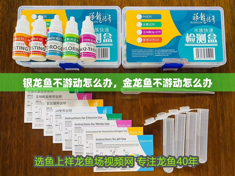 銀龍魚不游動怎么辦，金龍魚不游動怎么辦