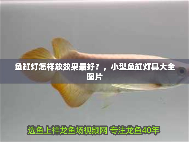 魚缸燈怎樣放效果最好？，小型魚缸燈具大全圖片