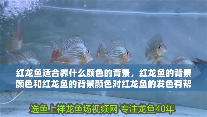 紅龍魚適合養什么顏色的背景，紅龍魚的背景顏色和紅龍魚的背景顏色對紅龍魚的發色有幫助