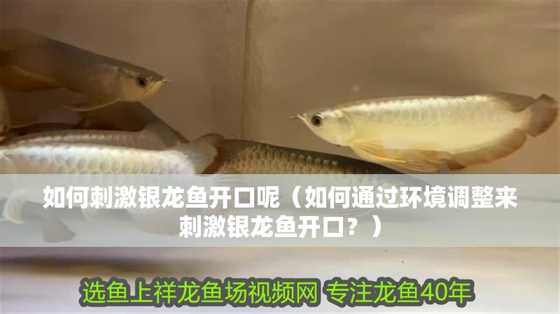 如何刺激銀龍魚開口呢（如何通過環(huán)境調(diào)整來刺激銀龍魚開口？）