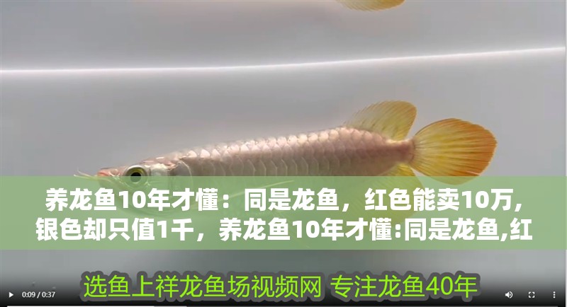 養龍魚10年才懂：同是龍魚，紅色能賣10萬,銀色卻只值1千，養龍魚10年才懂:同是龍魚,紅色能賣10萬,銀色卻只值1千