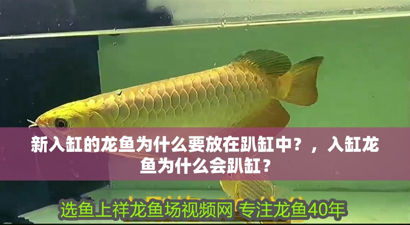 新入缸的龍魚為什么要放在趴缸中？，入缸龍魚為什么會趴缸？