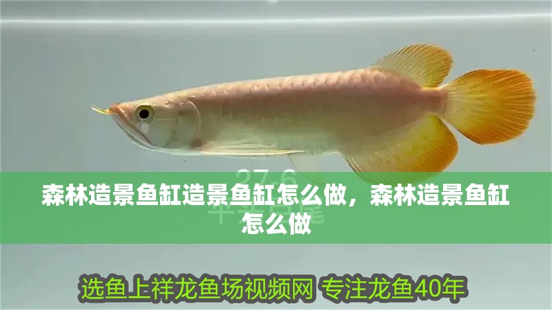 森林造景魚(yú)缸造景魚(yú)缸怎么做，森林造景魚(yú)缸怎么做