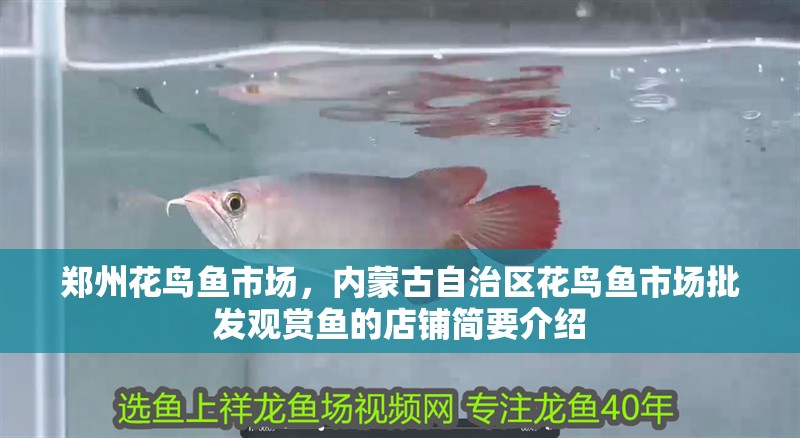 鄭州花鳥魚市場，內(nèi)蒙古自治區(qū)花鳥魚市場批發(fā)觀賞魚的店鋪簡要介紹