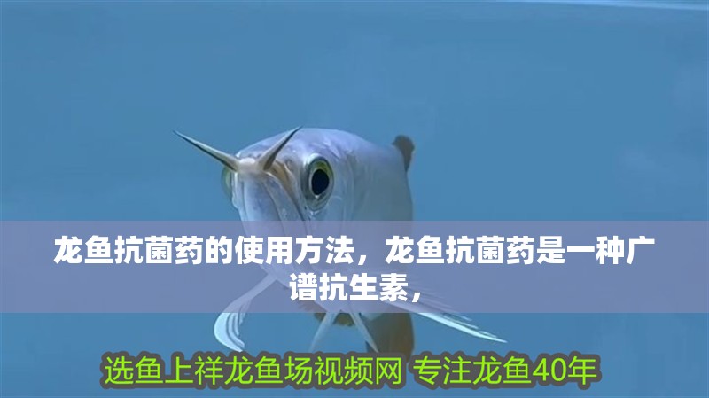 龍魚抗菌藥的使用方法，龍魚抗菌藥是一種廣譜抗生素，