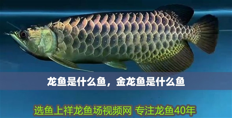 龍魚是什么魚，金龍魚是什么魚