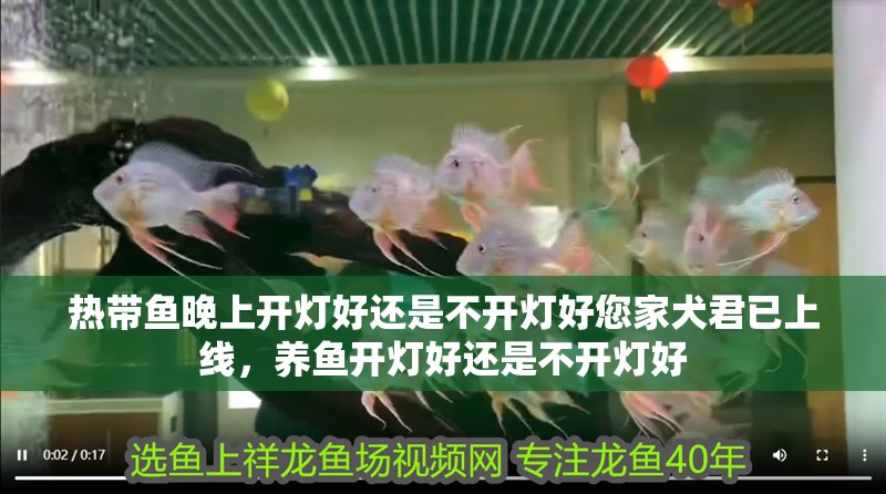 熱帶魚晚上開燈好還是不開燈好您家犬君已上線，養(yǎng)魚開燈好還是不開燈好