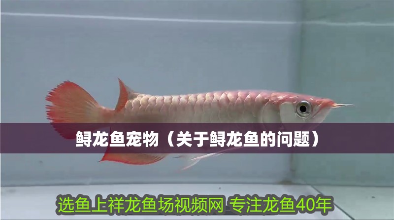 鱘龍魚寵物（關于鱘龍魚的問題）