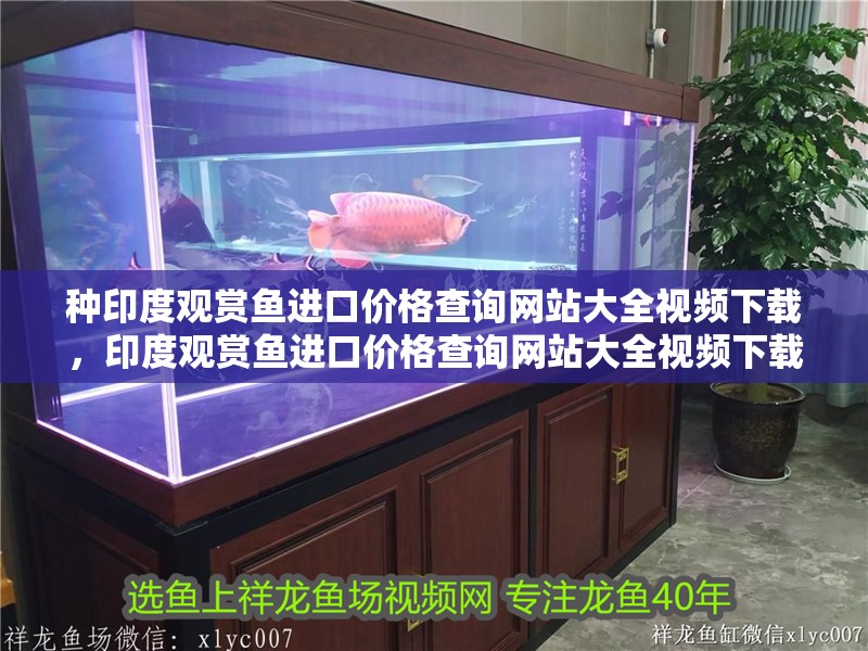 種印度觀賞魚進口價格查詢網站大全視頻下載，印度觀賞魚進口價格查詢網站大全視頻下載
