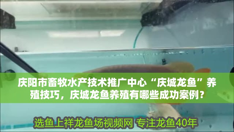 慶陽市畜牧水產(chǎn)技術(shù)推廣中心“慶城龍魚”養(yǎng)殖技巧，慶城龍魚養(yǎng)殖有哪些成功案例？