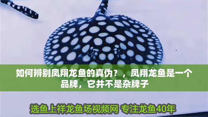如何辨別鳳翔龍魚的真偽？，鳳翔龍魚是一個品牌，它并不是雜牌子