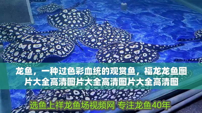 龍魚，一種過色彩血統(tǒng)的觀賞魚，福龍龍魚圖片大全高清圖片大全高清圖片大全高清圖 龍魚，一種過色彩血統(tǒng)的觀賞魚，福龍龍魚圖片大全高清圖片大全高清圖片大全高清圖 觀賞魚百科 第2張