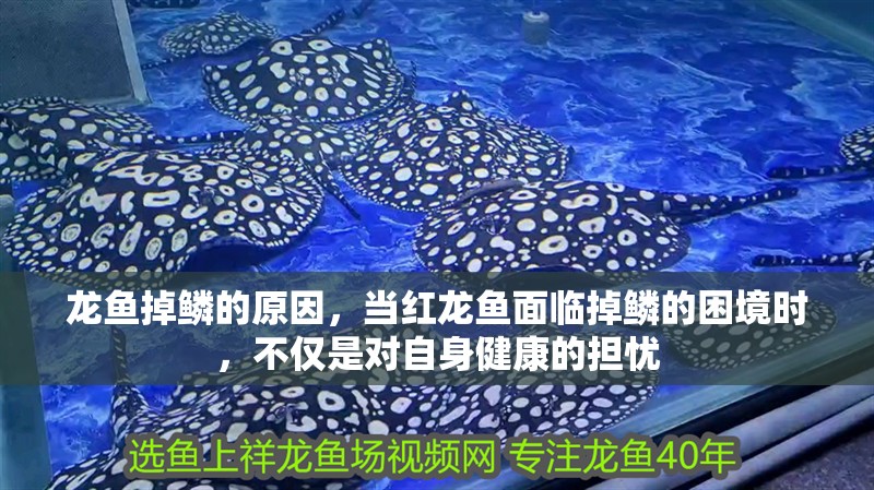 龍魚掉鱗的原因，當紅龍魚面臨掉鱗的困境時，不僅是對自身健康的擔憂