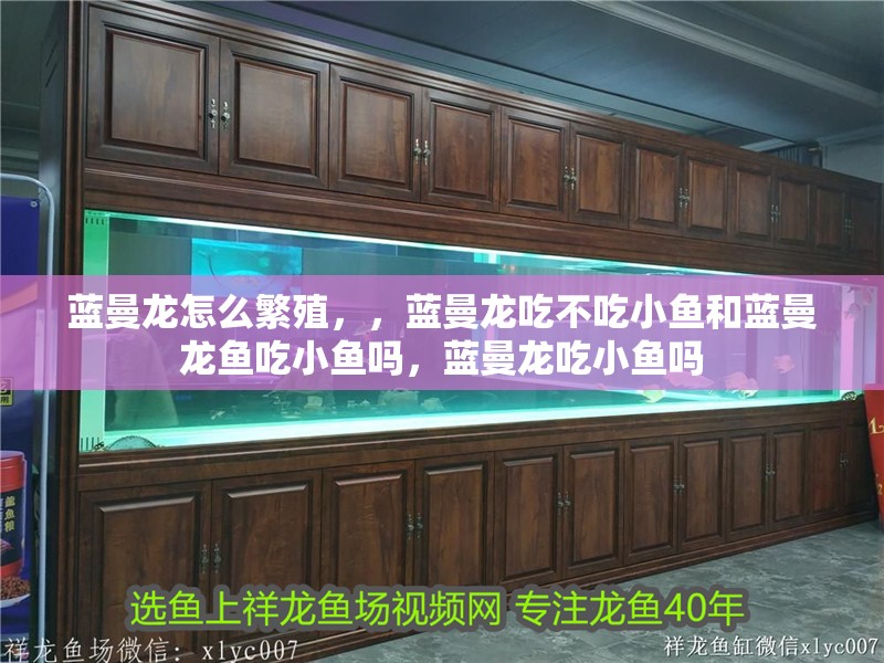 藍曼龍怎么繁殖，，藍曼龍吃不吃小魚和藍曼龍魚吃小魚嗎，藍曼龍吃小魚嗎
