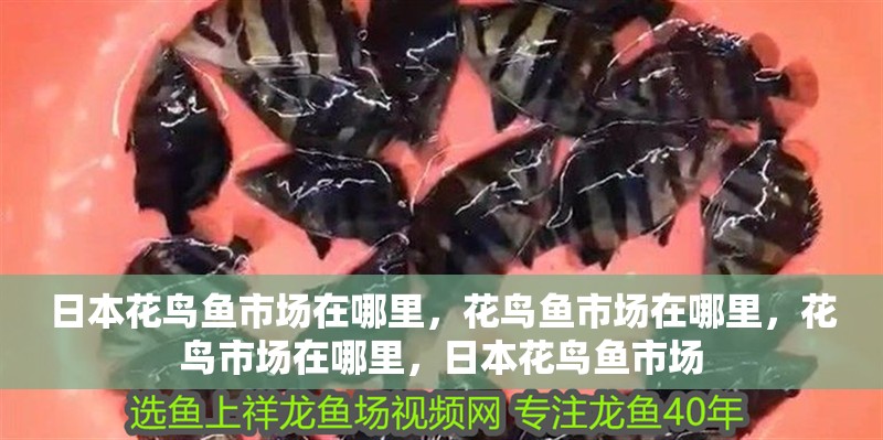 日本花鳥魚市場在哪里，花鳥魚市場在哪里，花鳥市場在哪里，日本花鳥魚市場