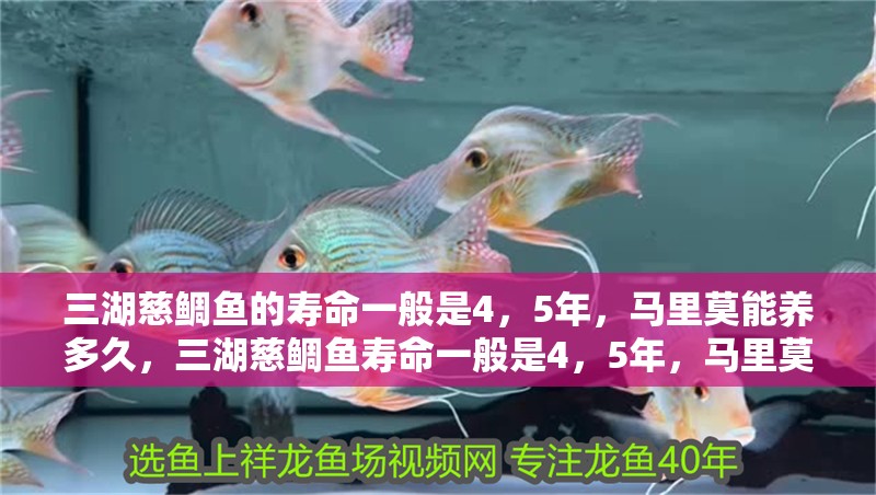 三湖慈鯛魚的壽命一般是4，5年，馬里莫能養(yǎng)多久，三湖慈鯛魚壽命一般是4，5年，馬里莫能養(yǎng)多久