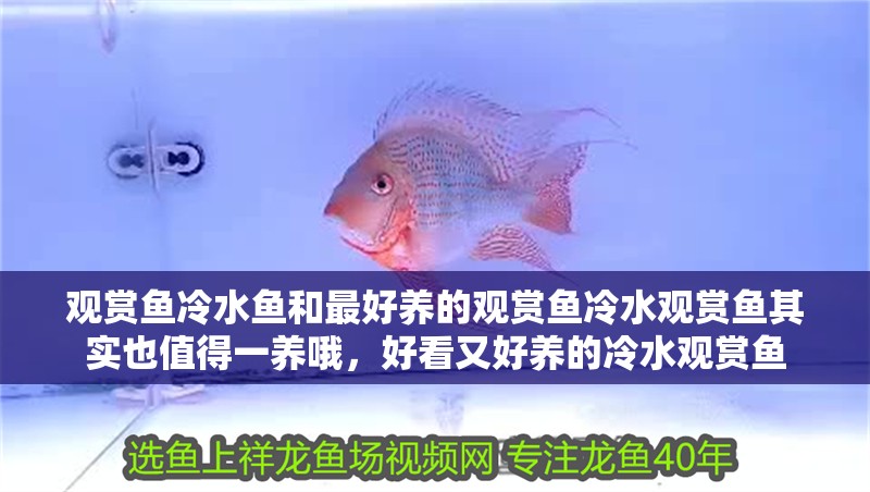 觀賞魚冷水魚和最好養的觀賞魚冷水觀賞魚其實也值得一養哦，好看又好養的冷水觀賞魚