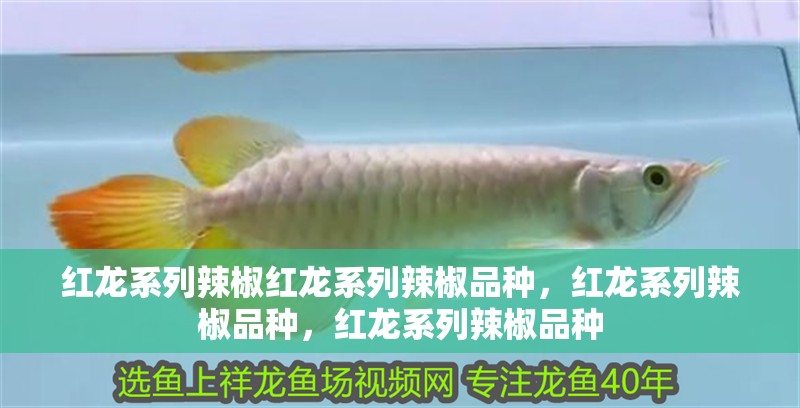 紅龍系列辣椒紅龍系列辣椒品種，紅龍系列辣椒品種，紅龍系列辣椒品種