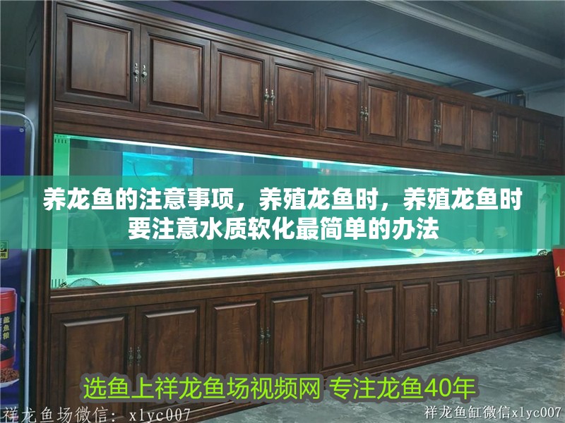 養龍魚的注意事項，養殖龍魚時，養殖龍魚時要注意水質軟化最簡單的辦法