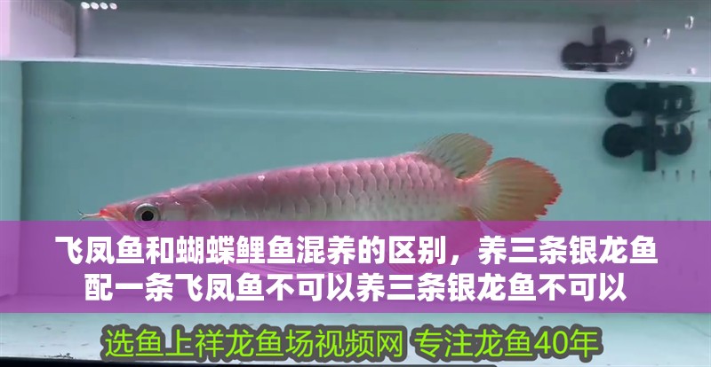 飛鳳魚和蝴蝶鯉魚混養的區別，養三條銀龍魚配一條飛鳳魚不可以養三條銀龍魚不可以