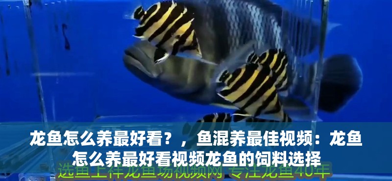 龍魚怎么養最好看？，魚混養最佳視頻：龍魚怎么養最好看視頻龍魚的飼料選擇