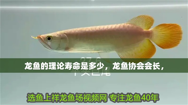 龍魚的理論壽命是多少，龍魚協會會長，