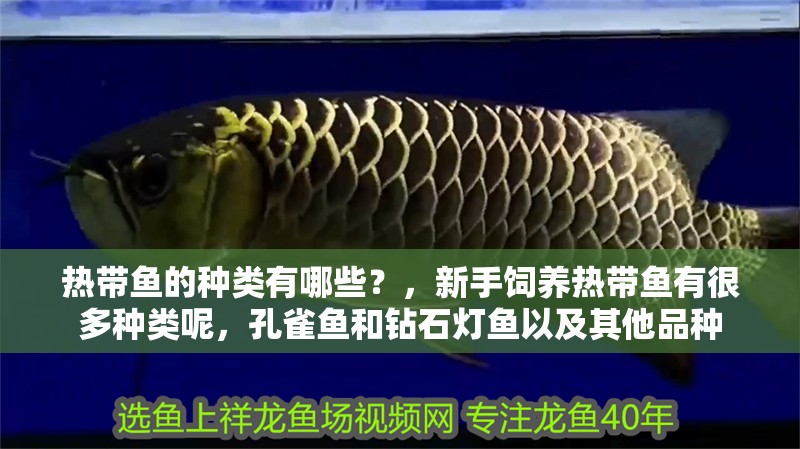 熱帶魚的種類有哪些？，新手飼養(yǎng)熱帶魚有很多種類呢，孔雀魚和鉆石燈魚以及其他品種