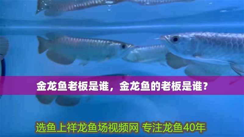金龍魚老板是誰，金龍魚的老板是誰？