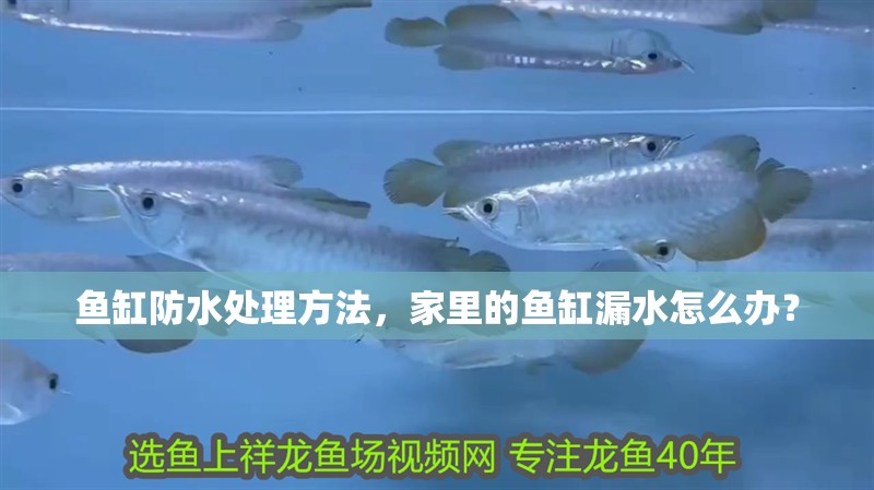 魚缸防水處理方法，家里的魚缸漏水怎么辦？