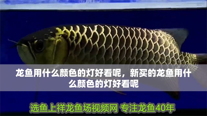 龍魚用什么顏色的燈好看呢，新買的龍魚用什么顏色的燈好看呢