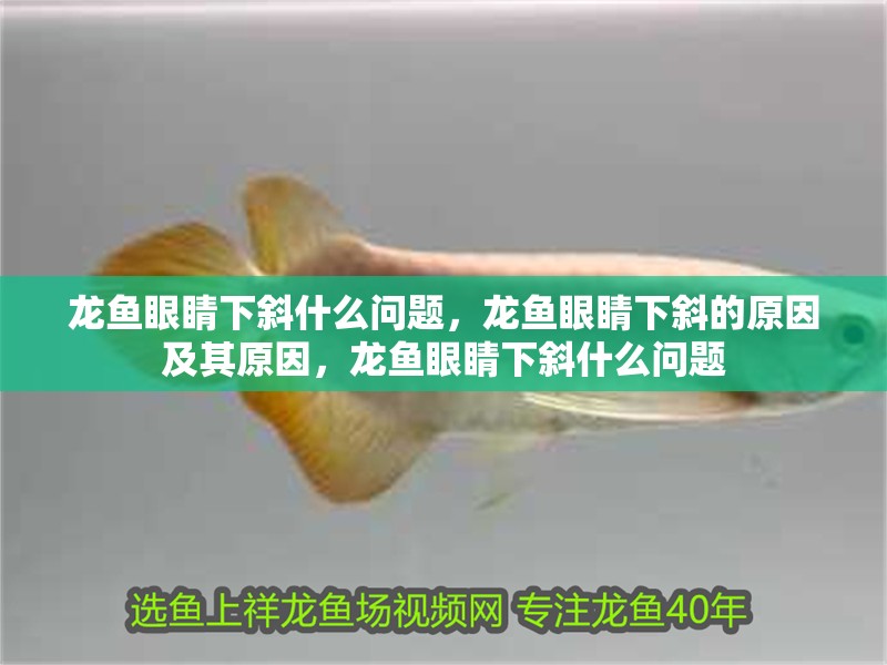 龍魚眼睛下斜什么問題，龍魚眼睛下斜的原因及其原因，龍魚眼睛下斜什么問題