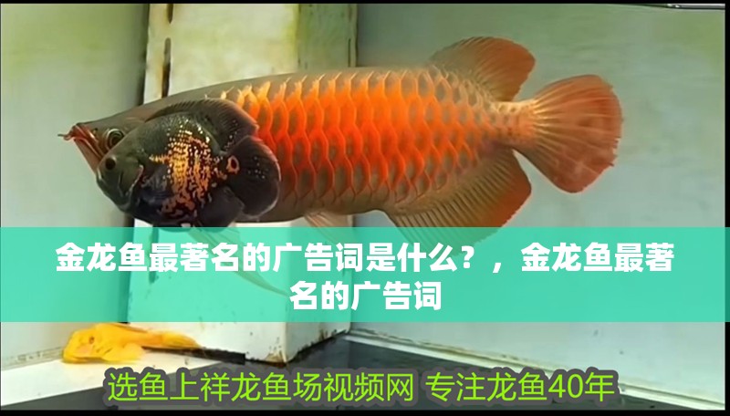 金龍魚最著名的廣告詞是什么？，金龍魚最著名的廣告詞