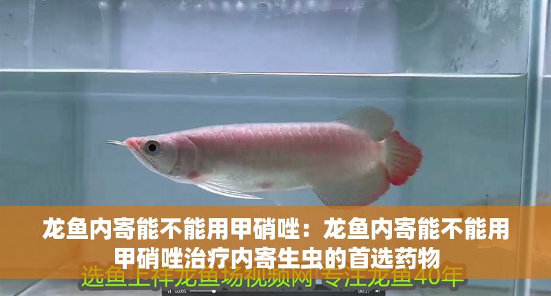龍魚內寄能不能用甲硝唑：龍魚內寄能不能用甲硝唑治療內寄生蟲的首選藥物