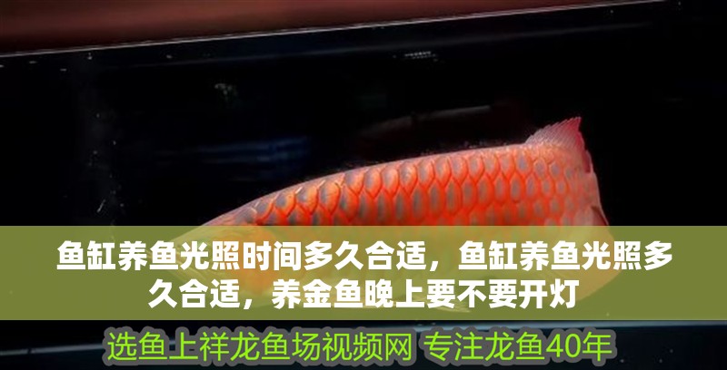 魚缸養魚光照時間多久合適，魚缸養魚光照多久合適，養金魚晚上要不要開燈