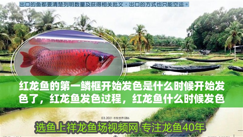 紅龍魚的第一鱗框開始發色是什么時候開始發色了，紅龍魚發色過程，紅龍魚什么時候發色