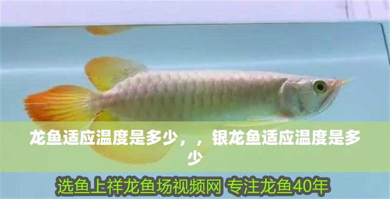 龍魚適應溫度是多少，，銀龍魚適應溫度是多少