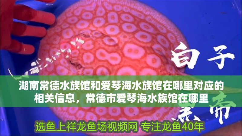 湖南<strong><mark>常德</mark></strong>水族館和愛琴海水族館在哪里對(duì)應(yīng)的相關(guān)信息，<strong><mark>常德</mark></strong>市愛琴海水族館在哪里