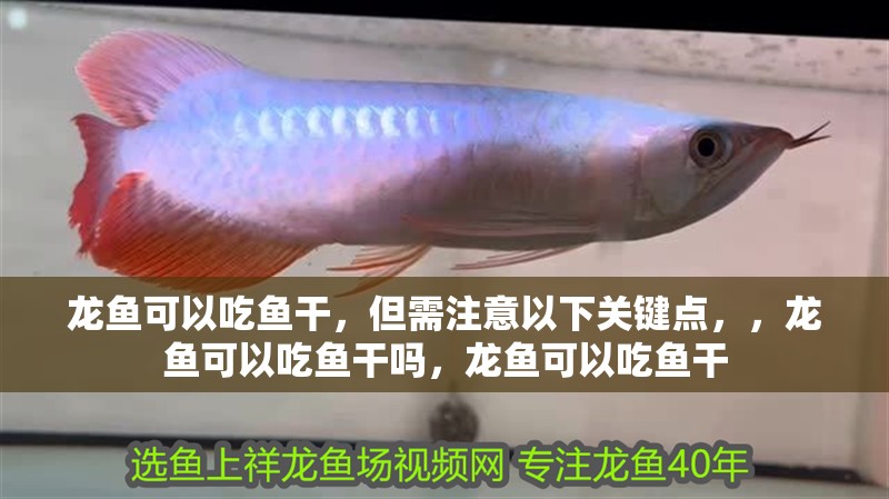 龍魚可以吃魚干，但需注意以下關鍵點，，龍魚可以吃魚干嗎，龍魚可以吃魚干