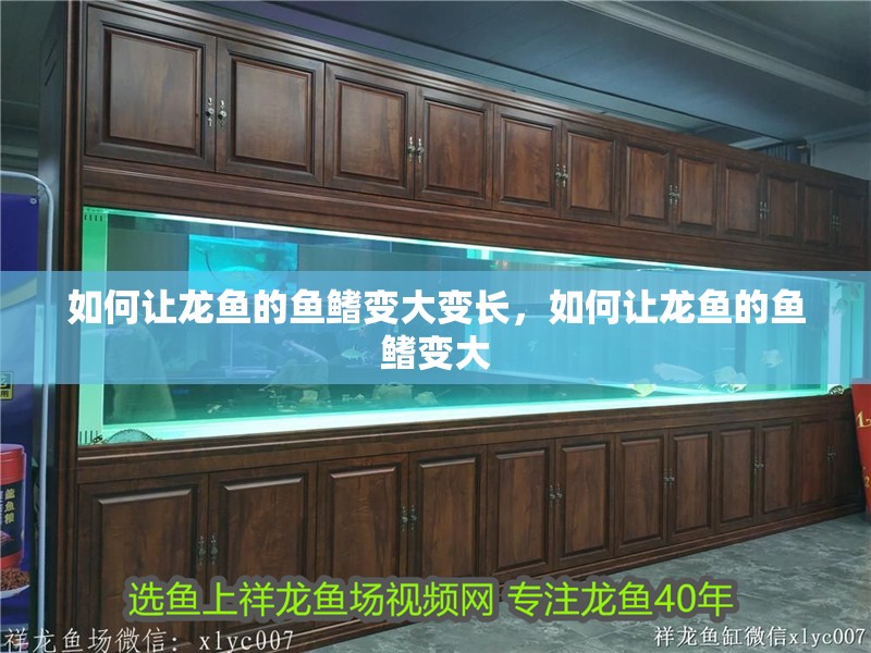 如何讓龍魚的魚鰭變大變長，如何讓龍魚的魚鰭變大