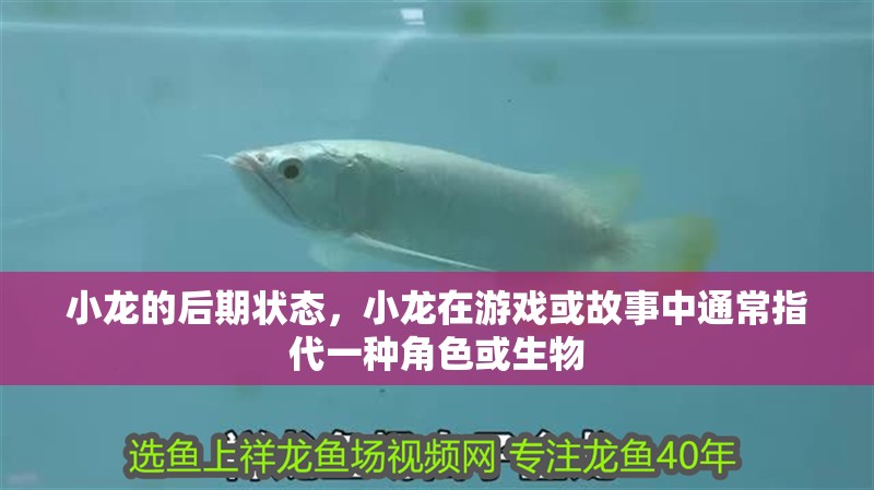 小龍的后期狀態，小龍在游戲或故事中通常指代一種角色或生物