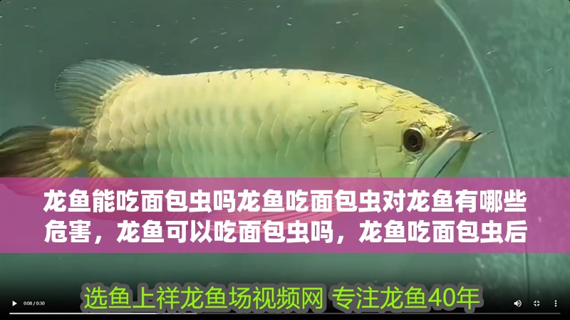 龍魚能吃面包蟲嗎龍魚吃面包蟲對龍魚有哪些危害，龍魚可以吃面包蟲嗎，龍魚吃面包蟲后多久會排便？ 龍魚能吃面包蟲嗎龍魚吃面包蟲對龍魚有哪些危害，龍魚可以吃面包蟲嗎，龍魚吃面包蟲后多久會排便？ 觀賞魚百科 第5張