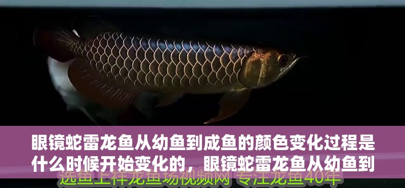 眼鏡蛇雷龍魚從幼魚到成魚的顏色變化過程是什么時候開始變化的，眼鏡蛇雷龍魚從幼魚到成魚的顏色變化過程