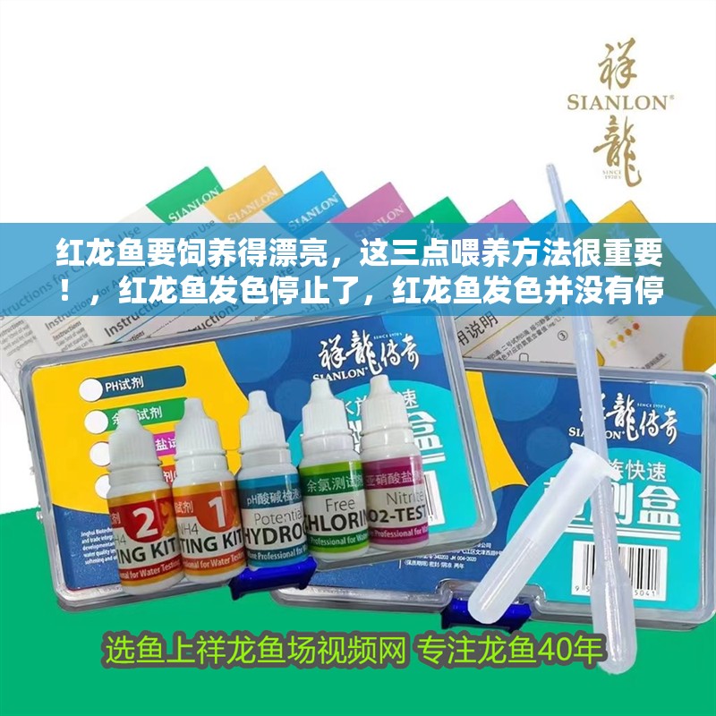 紅龍魚要飼養(yǎng)得漂亮，這三點喂養(yǎng)方法很重要！，紅龍魚發(fā)色停止了，紅龍魚發(fā)色并沒有停止，這三點喂養(yǎng)方法很重要
