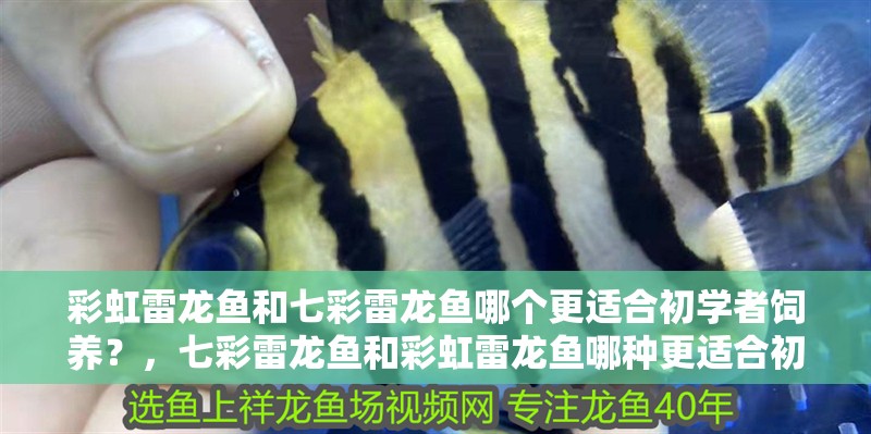 彩虹雷龍魚和七彩雷龍魚哪個更適合初學者飼養(yǎng)？，七彩雷龍魚和彩虹雷龍魚哪種更適合初學者飼養(yǎng)