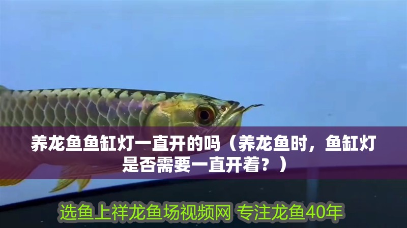 養龍魚魚缸燈一直開的嗎（養龍魚時，魚缸燈是否需要一直開著？）